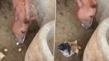 Viral Video: मुर्गी के बच्चे को जिंदा चबाता दिखा घोड़ा, हैरान करने वाला वीडियो हुआ वायरल