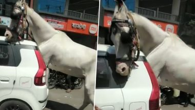 शीशा तोड़कर कार के पिछले हिस्से में घुसा घोड़ा, जानवर को फंसा देख इकट्ठा हुई लोगों की भीड़ (Watch Viral Video)