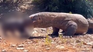 Viral Video: एक झटके में जिंदा सूअर को निगल गया कोमोडो ड्रैगन, दिल दहला देने वाला वीडियो हुआ वायरल