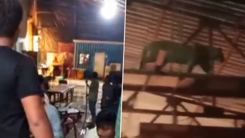 Video: मुंबई फिल्म सिटी में घुसा तेंदुआ, मराठी टीवी सीरियल के सेट पर मचा हडकंप