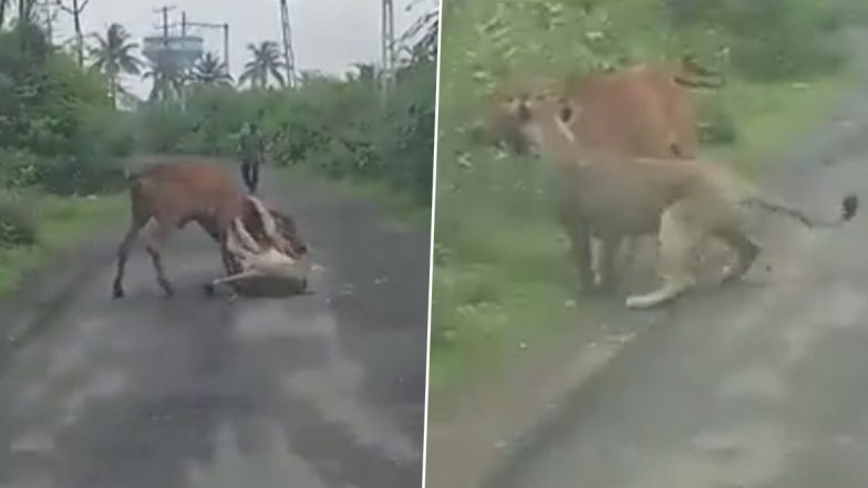 गाय का शिकार करने के लिए शेरनी ने दबोच ली उसकी गर्दन, उसकी जान बचाने के लिए किसान ने किया कुछ ऐसा (Watch Viral Video)