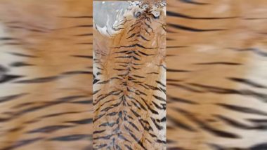 Uttarakhand: बाघ की 11 फीट लंबी खाल और 15 KG हडि्डयां बरामद, 4 तस्कर गिरफ्तार