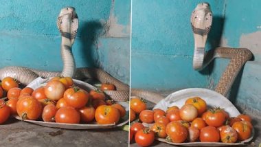 Cobra Guarding Tomatoes: बढ़े दामों के बीच टमाटर पर कुंडली मारकर बैठा दिखा कोबरा, वीडियो वायरल