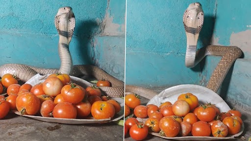 Cobra Guarding Tomatoes: बढ़े दामों के बीच टमाटर पर कुंडली मारकर बैठा दिखा कोबरा, वीडियो वायरल