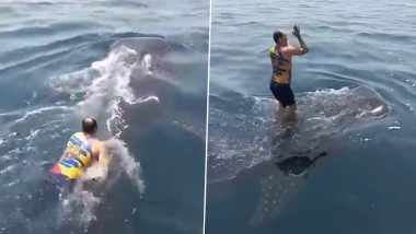 समंदर में तैर रही विशालकाय व्हेल पर कूद गया शख्स, उस पर बैठकर मजे से करने लगा राइड (Watch Viral Video)