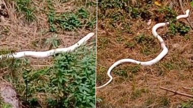 Rare White Snake Spotted In Himachal: चंबा जिले में दुर्लभ सफेद रंग के अल्बिनो सांप को रेंगते हुए देखा गया, देखें वायरल वीडियो