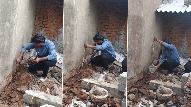 Cobra in Wall: दीवार के अंदर छिपकर बैठा था किंग कोबरा, स्नेक कैचर ने ऐसे किया रेस्क्यू