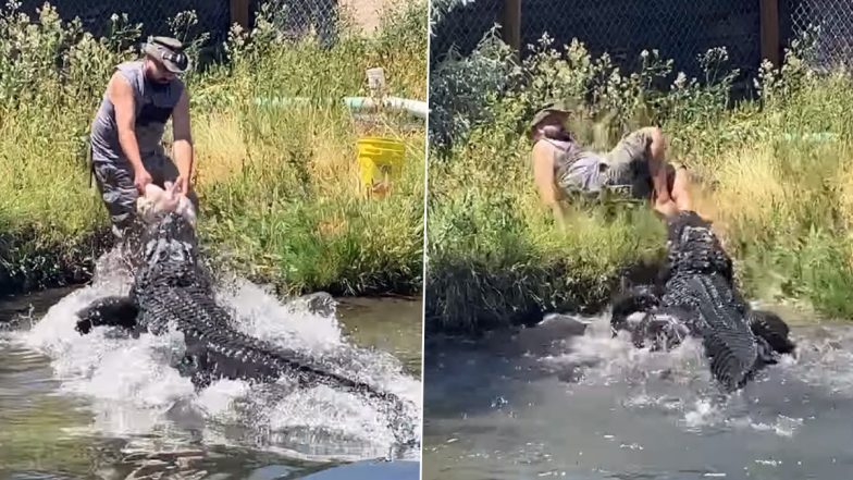 Crocodile Attack Video: खाना खिलाने आये केयरटेकर पर मगरमच्छ ने किया अटैक, बाल-बाल बचा शख्स