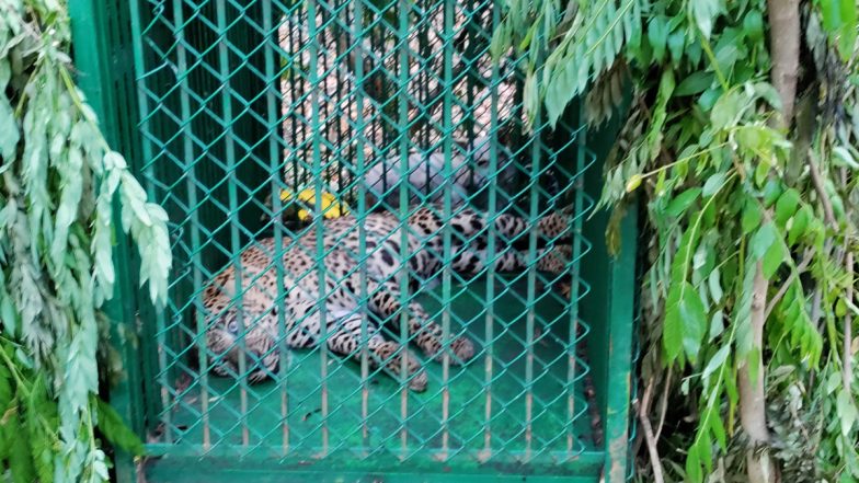 Another Leopard Captured Near Tirumala: तिरुमाला मंदिर के पास तीन दिन में पकड़ा गया दूसरा तेंदुआ, देखें वीडियो