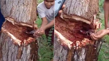 Water Pouring Out of Tree Video: आंध्र प्रदेश में पेड़ के तने निकलने लगा पानी का फव्वारा, देखें शॉकिंग वीडियो