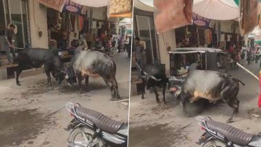 Viral Bull Fight Video: बीच सड़क पर जमकर लड़ रहे दो सांडों को ड्राइवर ने रोकने की कोशिश, पलटी ऑटो