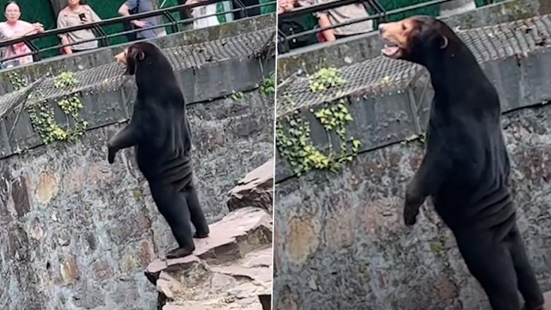 Bear or Human? दो पैरों पर खड़े सन बियर का वीडियो वायरल होने के बाद चीनी जू ने भालू के 'भेष में इंसान' होने से किया इनकार, देखें वीडियो