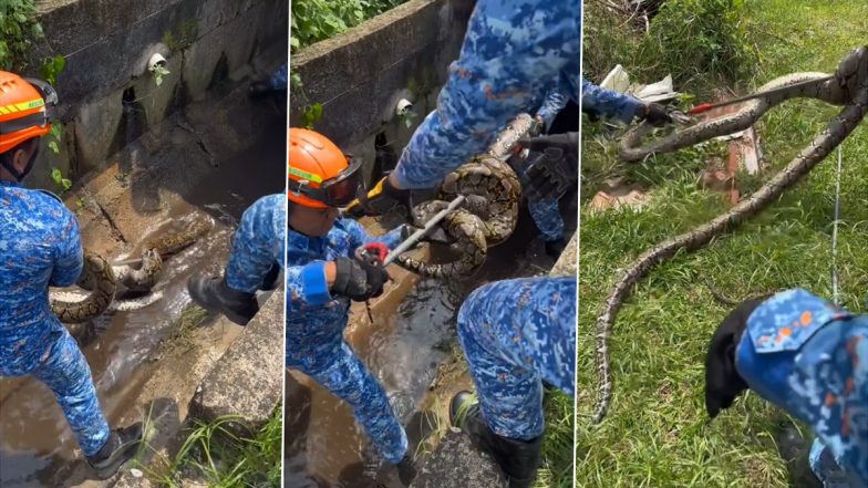 Python Evacuated From Drain: नाली में छिपकर बैठा 10 फीट लंबा अजगर, रेस्क्यू टीम ने मिलकर ऐसे निकाला बाहर