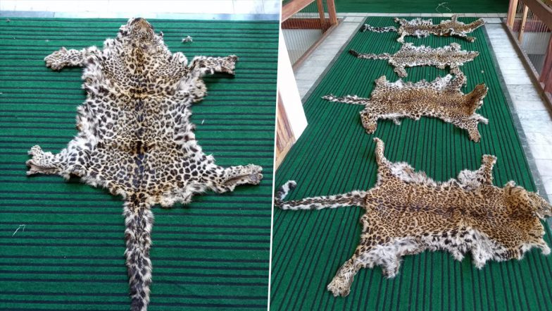Leopard Skin Smuggling: श्रीनगर में 4 तेंदुए की खाल के साथ 8 तस्कर गिरफ्तार, जानें कैसे दबोचे गए आरोपी