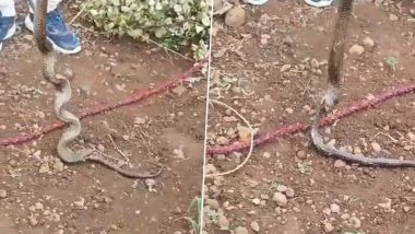 Cobra Eating Cobra Video: नाशिक में एक कोबरा सांप दूसरे कोबरा को निगलते हुए कैमर में कैद, देखें वीडियो