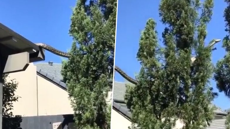 Huge Python Climbing on the Roof: 16 फुट का विशाल अजगर घर की छत पर चढ़ते हुए कैमरे में कैद, देखें शॉकिंग वीडियो