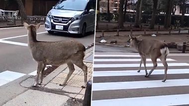 Deer Uses Zebra Crossing: जापान में सड़क पार करने के लिए हिरण ने किया जेब्रा क्रॉसिंग का इस्तेमाल, वीडियो वायरल