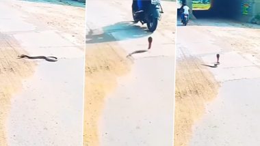 Cobra On Road: सड़क पार कर रहा था कोबरा, अचानक ऊपर से गुजर गई बाइक, देखें वीडियो