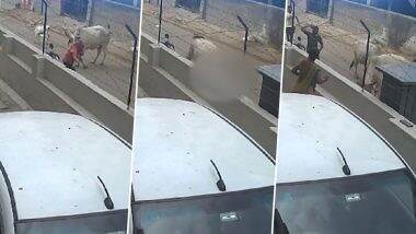 Cow Attacks Woman: अहमदाबाद में गाय ने महिला पर किया हमला, दिल दहला देने वाली घटना सीसीटीवी में कैद