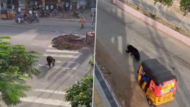 Bear In The City: तेलंगाना की सड़कों पर घूमता दिखा जंगली भालू, वन विभाग ने किया रेस्क्यू, देखें वीडियो