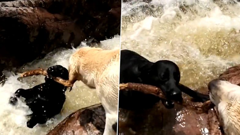 Dog Saves Friend From Drowning: कुत्ते ने अपने दोस्त को तेज बहाव के पानी में डूबने से बचाया, देखें वीडियो