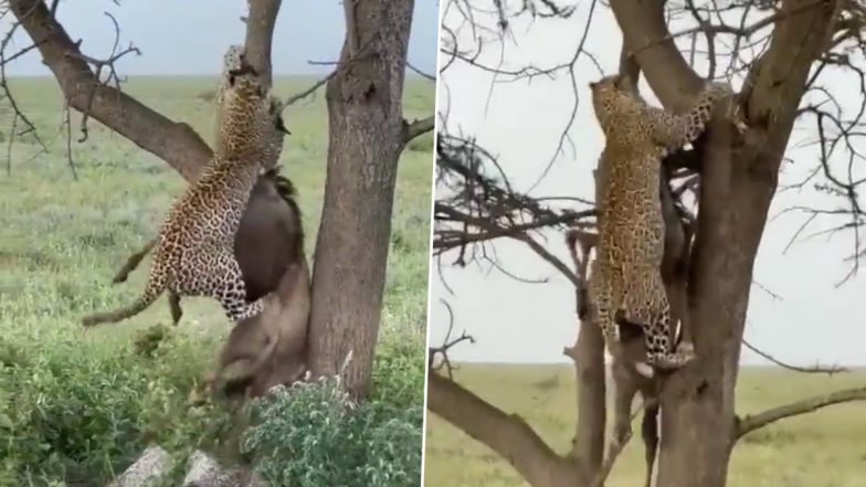 Video: तेंदुए ने पहले किया जानवर का शिकार, उसके बाद शांति से खाने के लिए चढ़ा पेड़ पर, देखें वीडियो