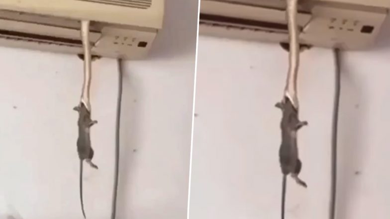 Snake in AC Video: एसी में छिपकर बैठा था खतरनाक सांप, चूहा देखते ही निकला बाहर, बना लिया शिकार