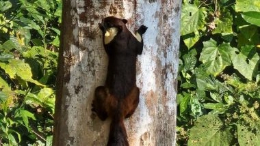 World's Largest Squirrel: क्या आप जानते हैं भारत में पाई जाने वाली दुनिया की सबसे बड़ी गिलहरी की प्रजाति कैसी दिखती है? देखें तस्वीर