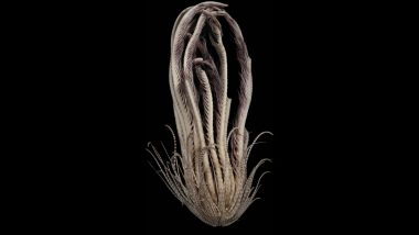 Scientist Discovered Alien-Like Sea Creature: वैज्ञानिकों ने अंटार्कटिक महासागर में खोजा अजीब जीव, एलियन जैसा दिखने वाले समुद्री जीव के पास 20 भुजा समेत स्ट्रॉबेरी जैसी शरीर