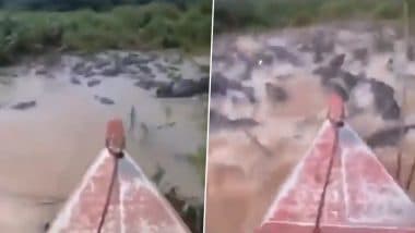 Boat Passes Through Hundreds of Crocodiles: नदी में सैकड़ों मगरमच्छों के बीच से गुजरी नाव, देखें रोंगटे खड़े कर देने वाला वीडियो