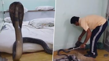Cobra On Bed Viral Video: राजस्थान में एक दुकान के अंदर मिला किंग कोबरा, 5 फुट लंबे सांप को किया गया रेस्क्यू