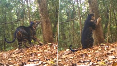 Rare Melanistic Tiger Spotted: सिमिलिपाल टाइगर रिजर्व में दुर्लभ काले रंग बाघ देखा गया, देखें वीडियो