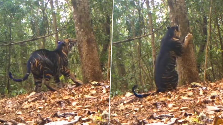 Rare Melanistic Tiger Spotted: सिमिलिपाल टाइगर रिजर्व में दुर्लभ काले रंग बाघ देखा गया, देखें वीडियो