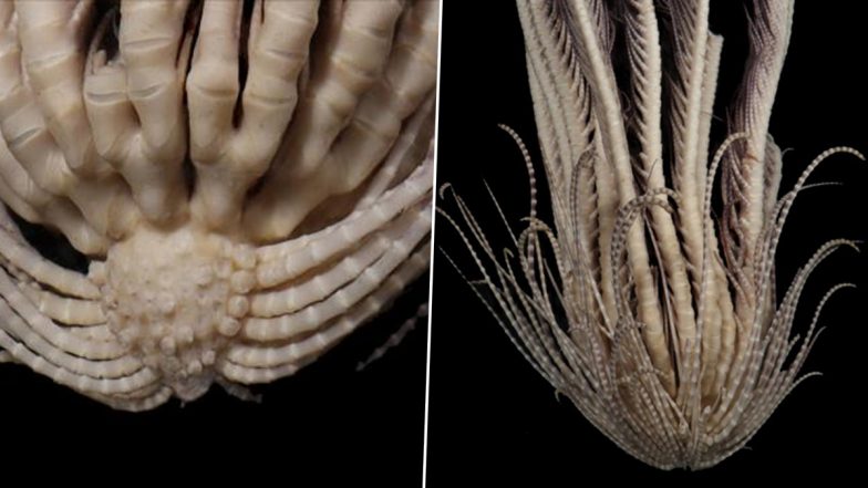 Sea Monster With 20 Arms: शोधकर्ताओं ने अंटार्कटिका के महासागरों में अंटार्कटिक स्ट्रॉबेरी फेदर स्टार नामक अजीब प्राणी की खोज की, (तस्वीरें देखें)