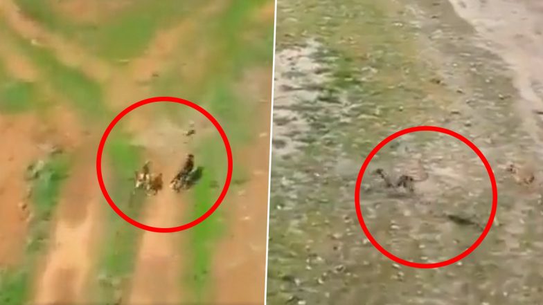 Wild Dogs Fiercely Chase Rabbit: जंगली कुत्तों ने खरगोश का जमकर किया पीछा, रोमांचकारी ड्रोन फूटेज वायरल