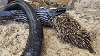 Snake Tries To Eat Porcupine: विशालकाय इजरायली सांप ने की साही खाने की कोशिश, हुई मौत