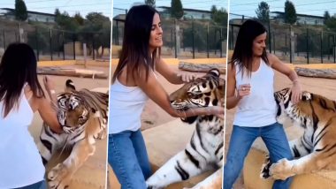 Viral Video: महिला के साथ आक्रामक हुआ टाइगर, देखें रोएं खड़े कर देने वाला वीडियो