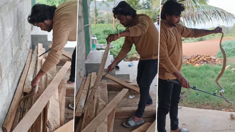 Snake Video: शख्स ने लकड़ी के नीचे छिपे कोबरा को ऐसे निकाला बाहर, देखें वीडियो