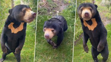 Sun Bear Video: चीन के चिड़ियाघर के बाद ब्रिटेन ने शेयर किया 'इंसान जैसे भालू' का वीडियो,