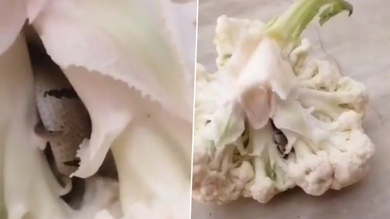 Snake In Cauliflower! शख्स को फूलगोभी में मिला कोबरा, सब्जी में सांप मिलने के बाद सदमे में लोग, देखें वीडियो