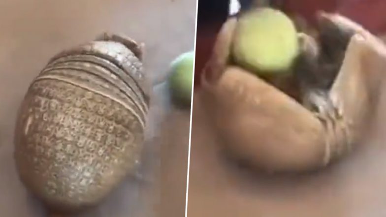 Armadillo Viral Video: आर्माडिलो ने लपक कर पकड़ी गेंद, बुलेट प्रूफ स्किन वाले जानवर का कारनामा देख हो जाएंगे हैरान