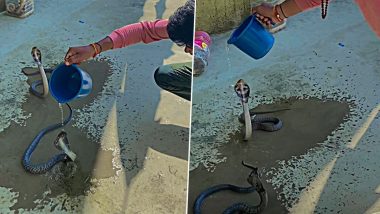 छत पर कुंडली मारकर बैठे थे दो किंग कोबरा, मग से पानी डालकर नागराज को नहलाने लगा शख्स (Watch Viral Video)
