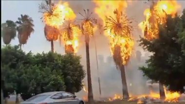 Lightning Strike Trees Fire Video: सऊदी अरब में बिजली गिरने से कई पेड़ों में लगी आग, पलभर में हुए खाक, देखें भयानक वीडियो