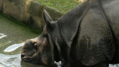 Gorumara National Park: बंगाल के गोरुमारा राष्ट्रीय उद्यान में मादा गैंडे को लेकर लड़ाई के बाद नर गैंडे की मौत