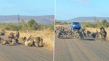 शिकार करने के लिए निकला था शिकारी तेंदुआ, करीब 50 लंगूरों ने मिलकर कर दिया हमला और फिर... (Watch Viral Video)