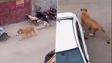 Pakistan: दिन-दहाड़े कराची की सड़कों पर सैर करता दिखा बब्बर शेर, नजारा देख हुई लोगों की हालत खराब (Watch Viral Video)