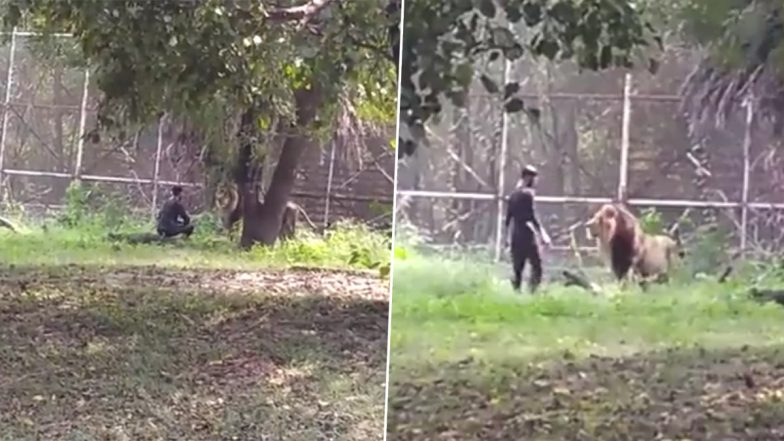 नशे की हालत में खूंखार शेर के बाड़े में कूदा शख्स, हुआ दोनों का आमना-सामना और फिर... (Watch Viral Video)