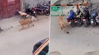 Lion on Loose in Pakistan Video: पाकिस्तान में कराची की सड़कों खुला घूम रहा शेर, शाहरा-ए-फैसल में आदमी पर हमला करने की कोशिश, देखें वायरल वीडियो