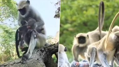 नकली बंदर को मरा हुआ समझकर शोक मनाने लगे लंगूर, उनकी सहानुभूति और भावनाओं को देख पिघल जाएगा आपका दिल (Watch Viral Video)