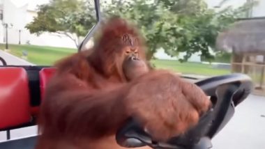 Orangutan ने दिखाई अपनी जबरदस्त ड्राइविंग स्किल, इंसानों की तरह गोल्फ कार्ट चलाकर किया सबको हैरान (Watch Viral Video)